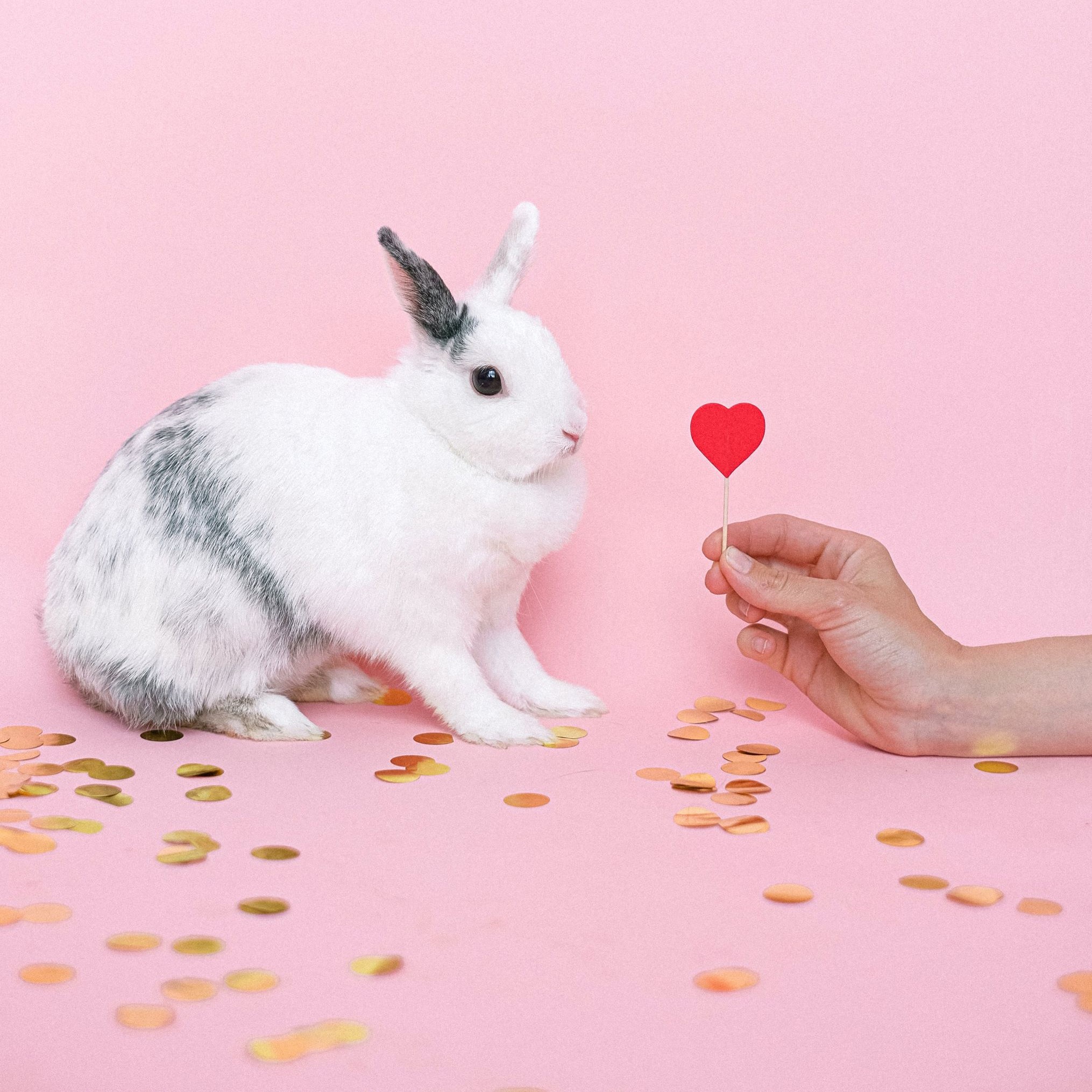 lapin-amour